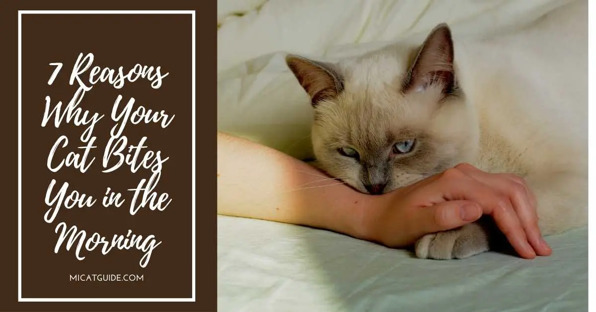 7 Reasons Why Your Cat Bites You in the Morning