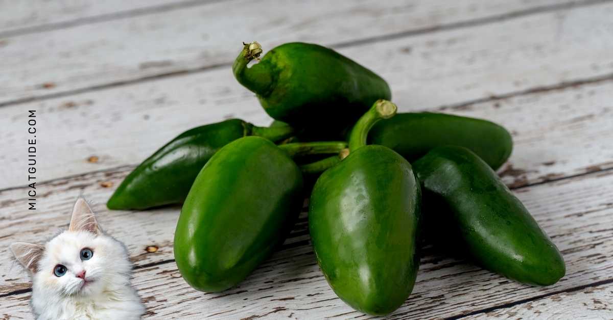 Are Jalapenos Toxic to Cats
