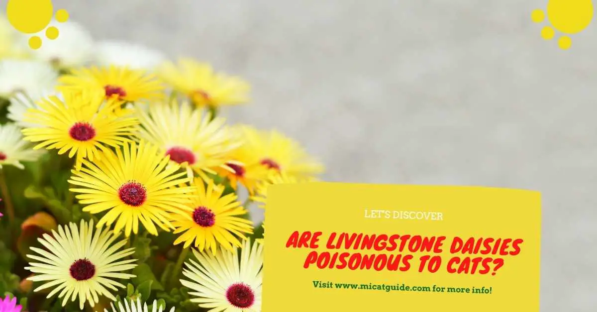 Are Livingstone Daisies Poisonous to Cats