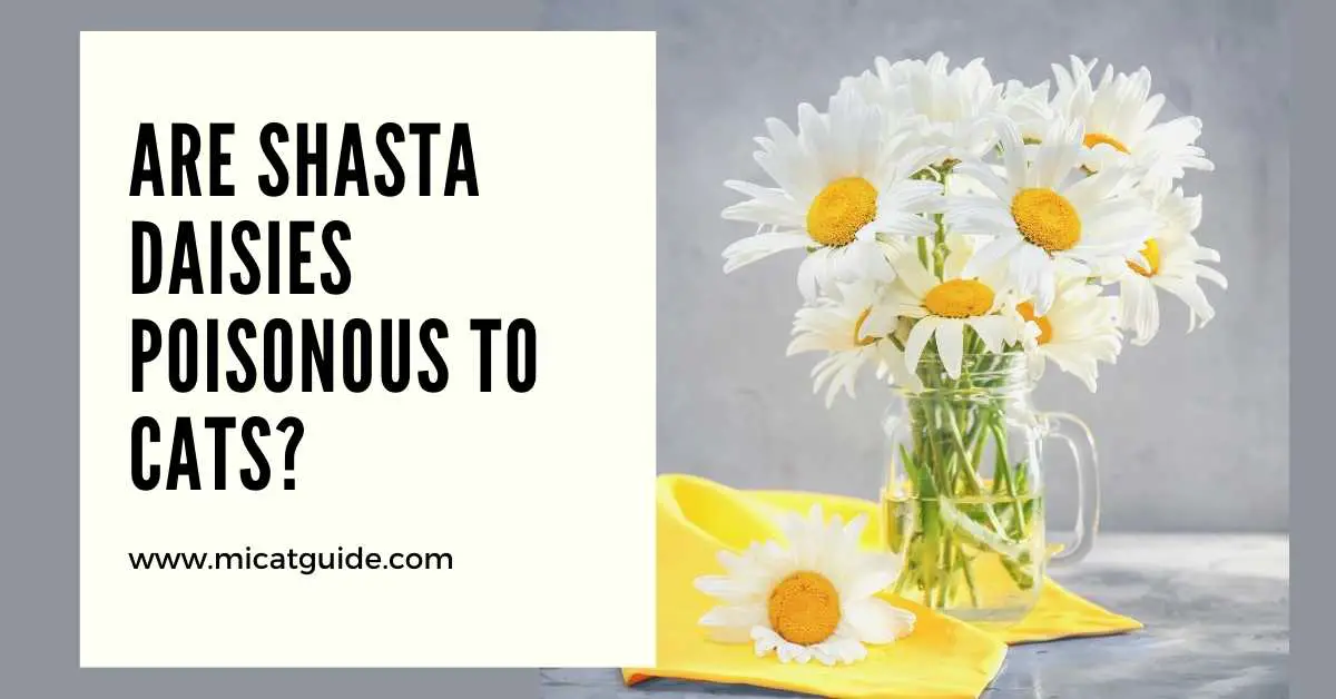 Are Shasta Daisies Poisonous to Cats