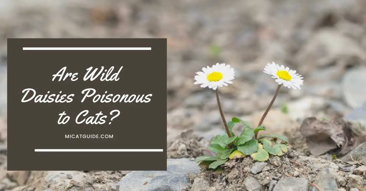 Are Wild Daisies Poisonous to Cats
