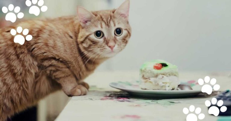 Can Cats Eat Cake? (Everything about Different Cakes)