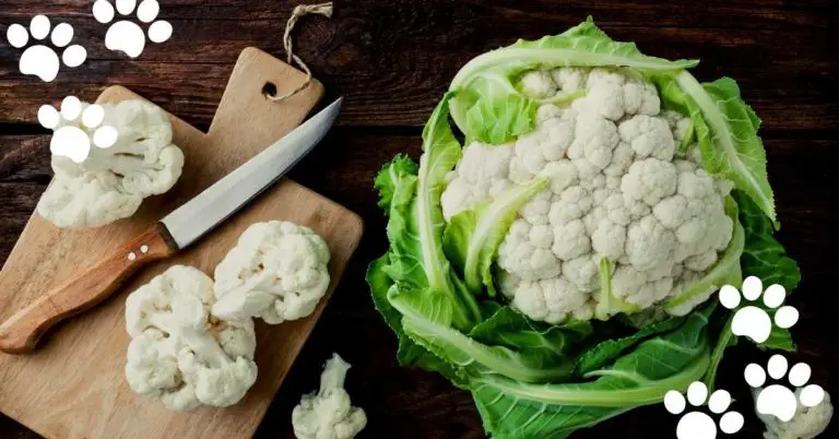 Can Cats Eat Cauliflower? (Is It Safe for Your Cat to Feed?)