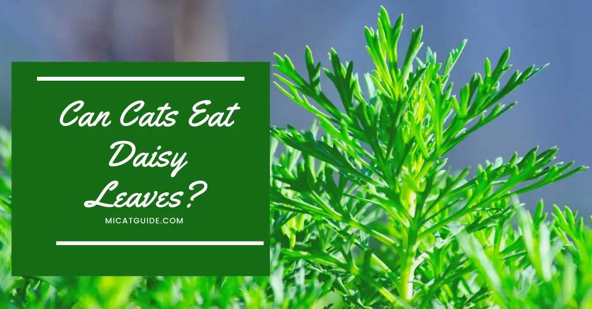 Can Cats Eat Daisy Leaves