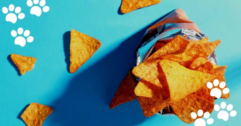 Can Cats Eat Doritos? (No & Other Flavors?)