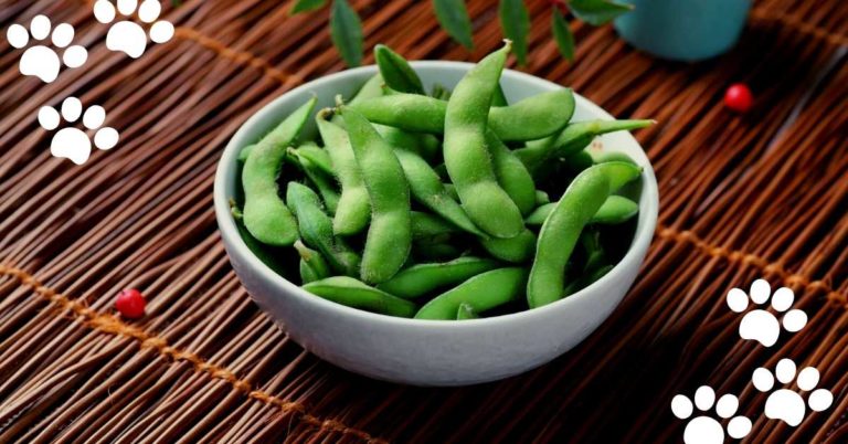 Can Cats Eat Edamame? (Yes & What’s about Edamame Beans?)