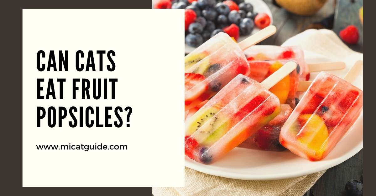 Can Cats Eat Fruit Popsicles
