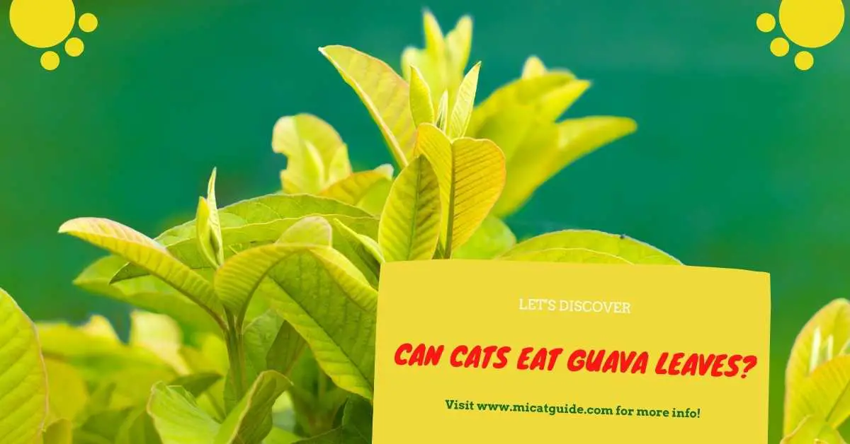Can Cats Eat Guava Leaves