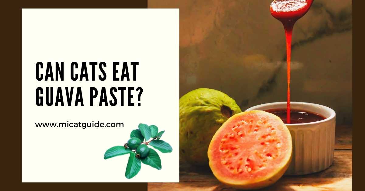 Can Cats Eat Guava Paste