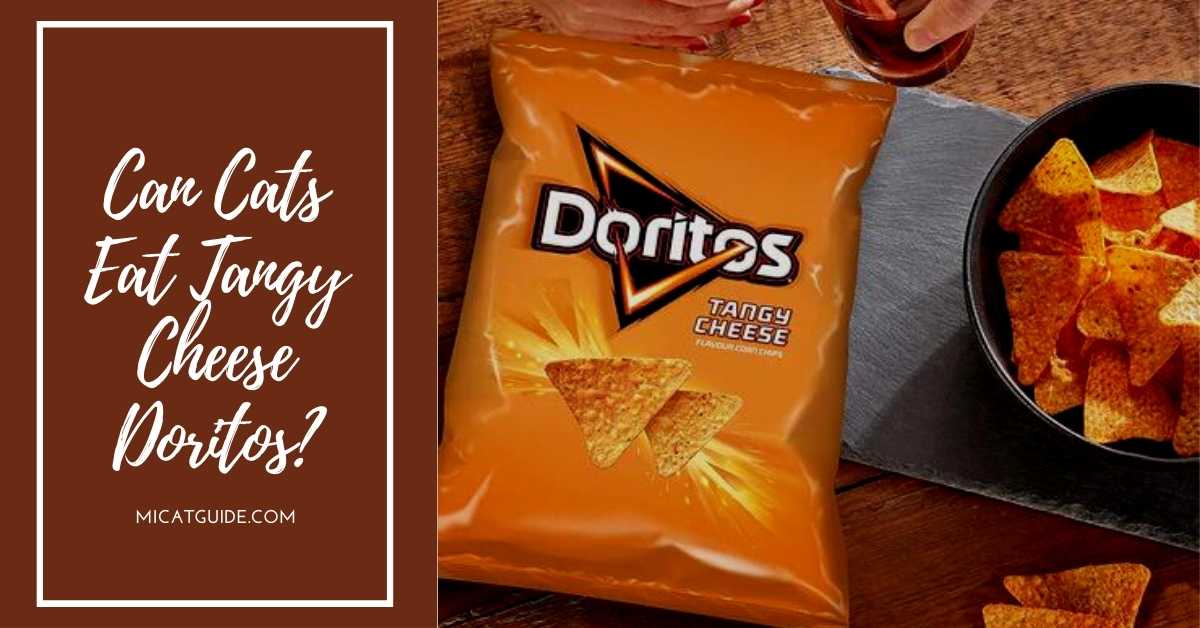 Can Cats Eat Tangy Cheese Doritos