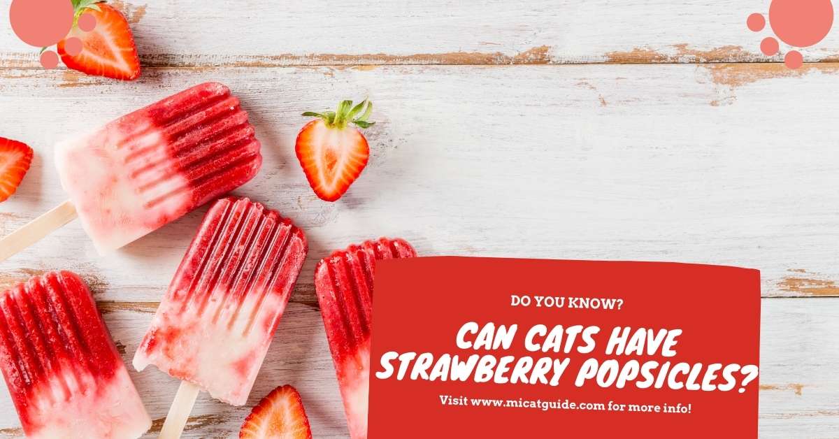Can Cats Have Strawberry Popsicles