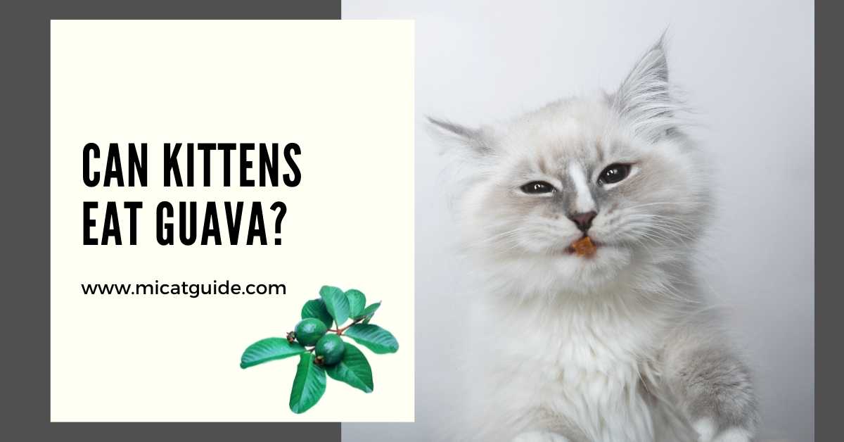 Can Kittens Eat Guava