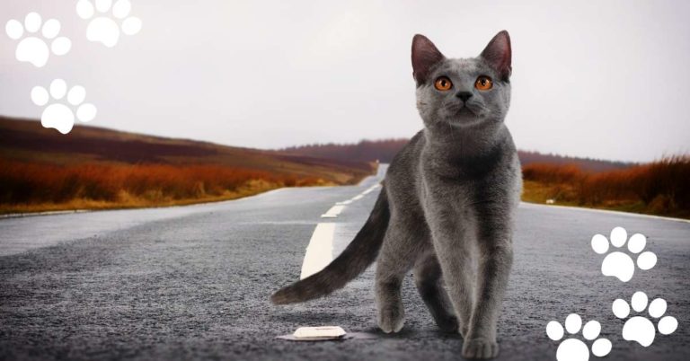 Cat Sideways Walk: 10 Possible Reasons & Vet Thoughts