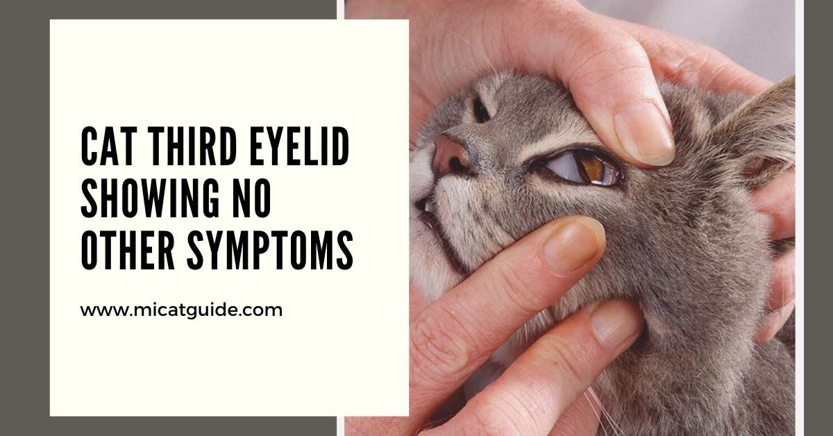 Cat Third Eyelid Showing No Other Symptoms