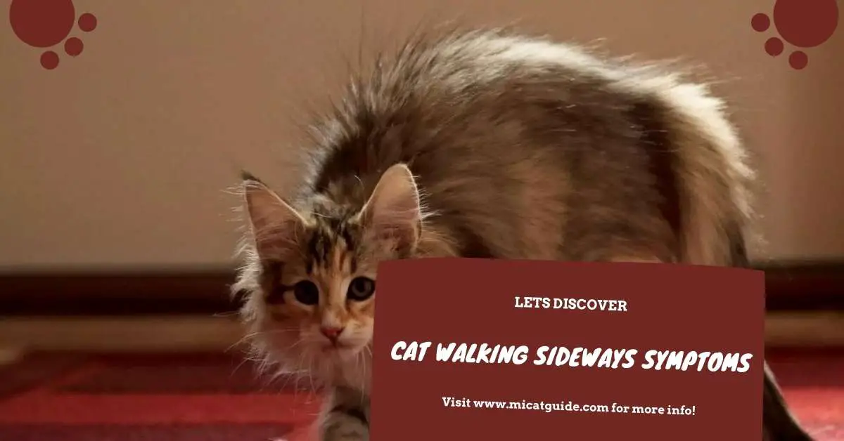 Cat Walking Sideways Symptoms