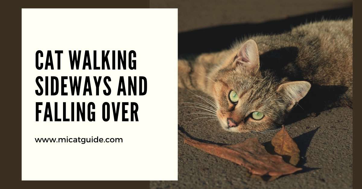 Cat Walking Sideways and Falling Over