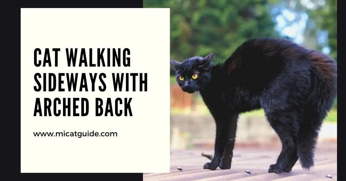 Cat Walking Sideways with Arched Back