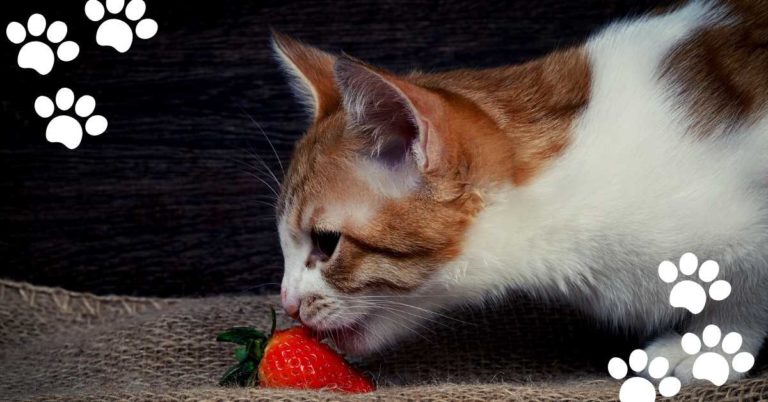 Can Cats Eat Strawberries? (YES & What’s about Strawberry Leaves?)