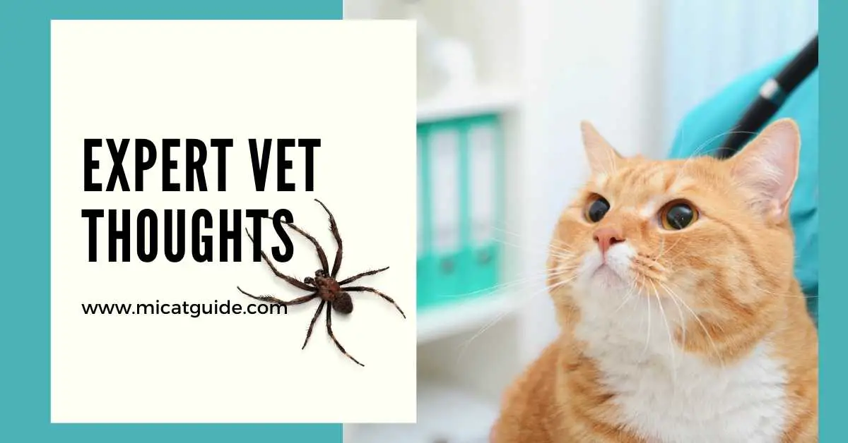 Expert Vet Thoughts on Why Cats Eat Spider Webs