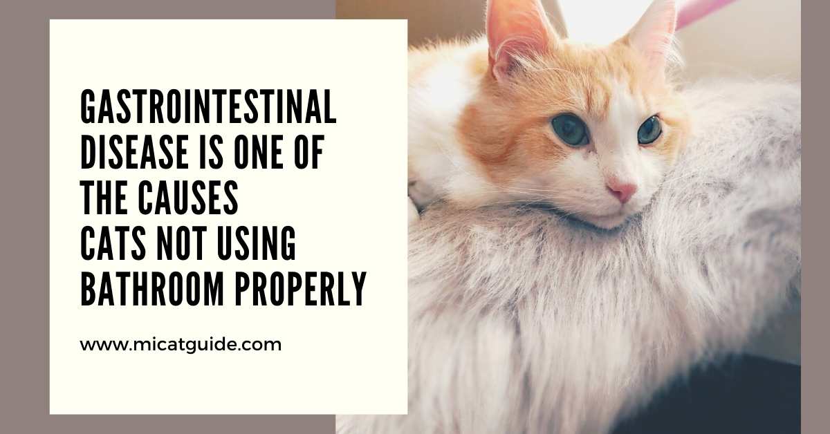 Gastrointestinal Disease is one of the causes cats not using bathroom properly