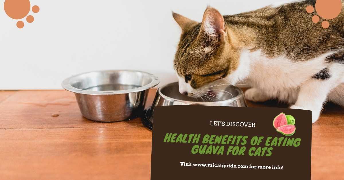 Health Benefits of Eating Guava for Cats