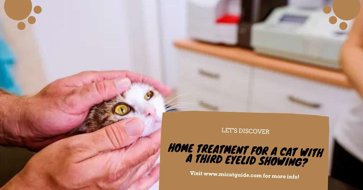 Home Treatment for a Cat with a Third Eyelid Showing