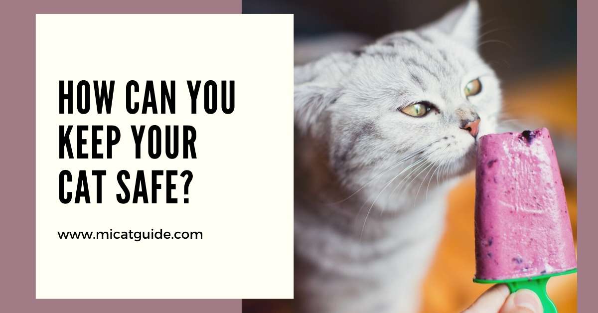 How Can You Keep Your Cat Safe