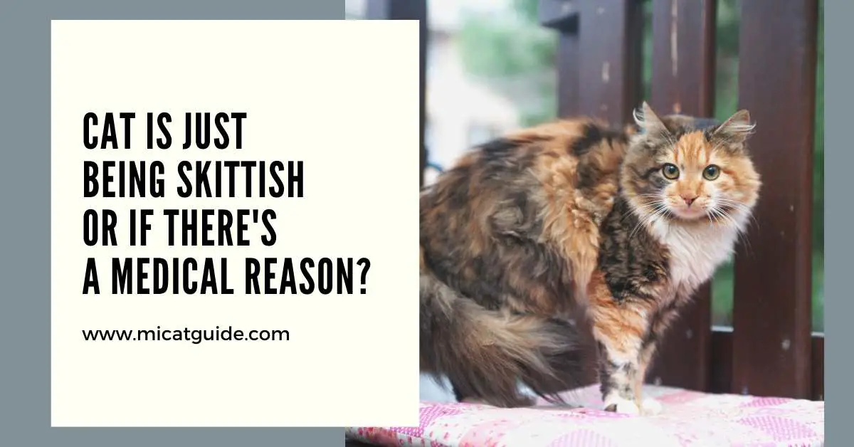 How Do I know If My Cat Is Just Being Skittish or if There's a Medical Reason