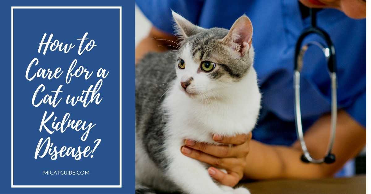 How to Care for a Cat with Kidney Disease