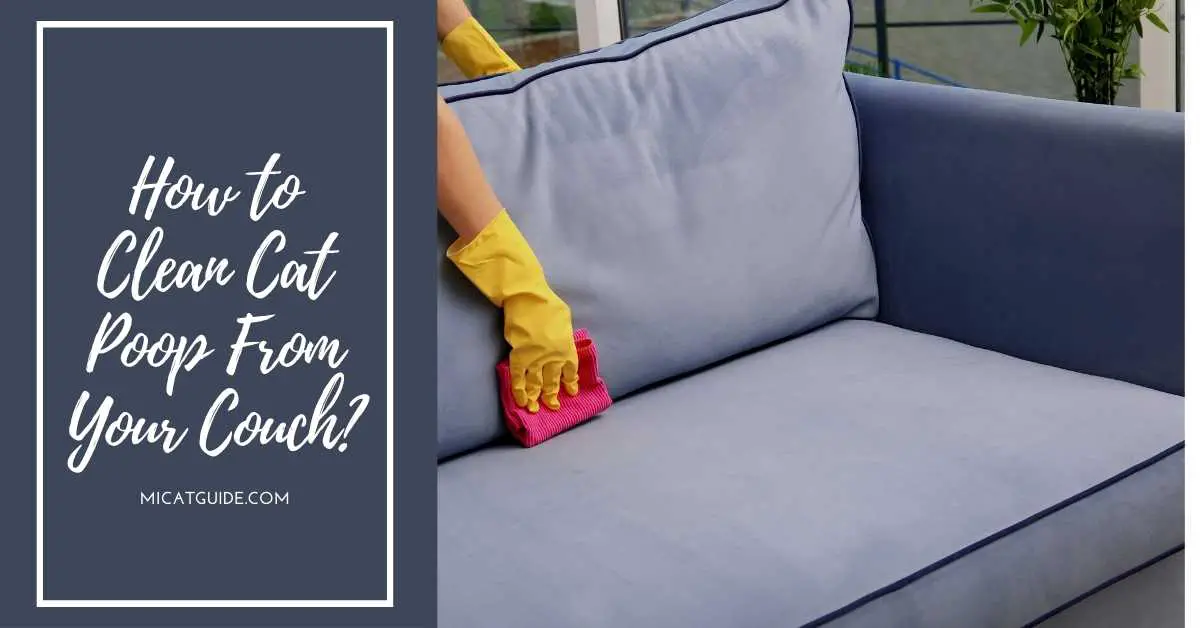 How to Clean Cat Poop From Your Couch