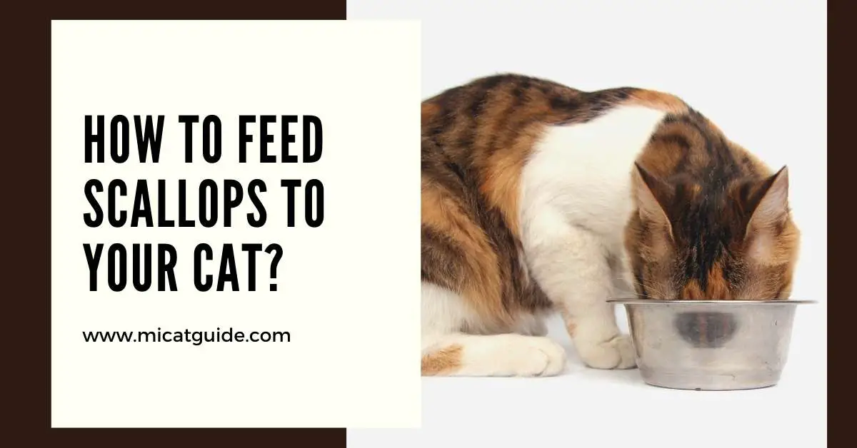 Risk Factors Associated with Feeding Cats Scallops