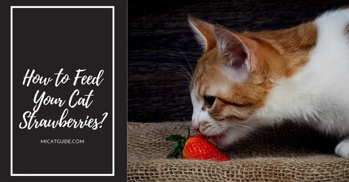 How to Feed Your Cat Strawberries