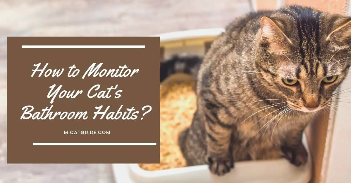 How to Monitor Your Cat's Bathroom Habits