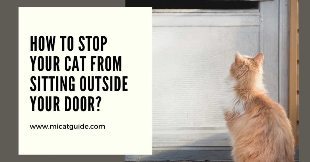 Why Does My Cat Sit Outside My Bedroom Door? Mi Cat Guide