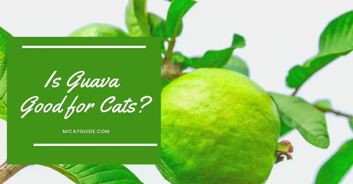 Is Guava Good for Cats