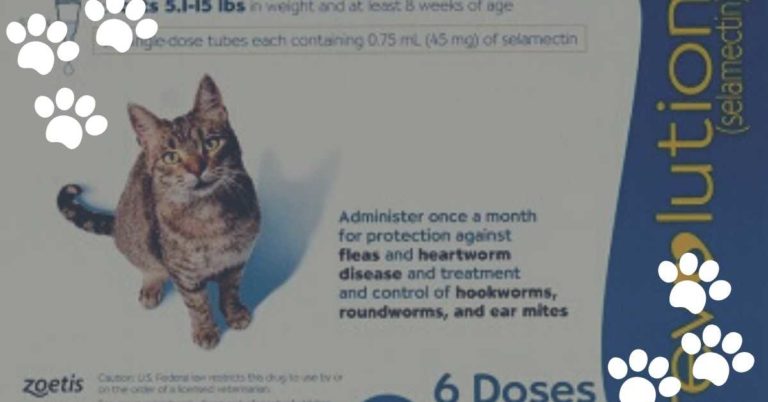 Is Revolution Safe for Cats with Kidney Disease?