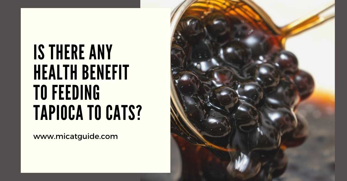 Is There Any Health Benefit to Feeding Tapioca to Cats