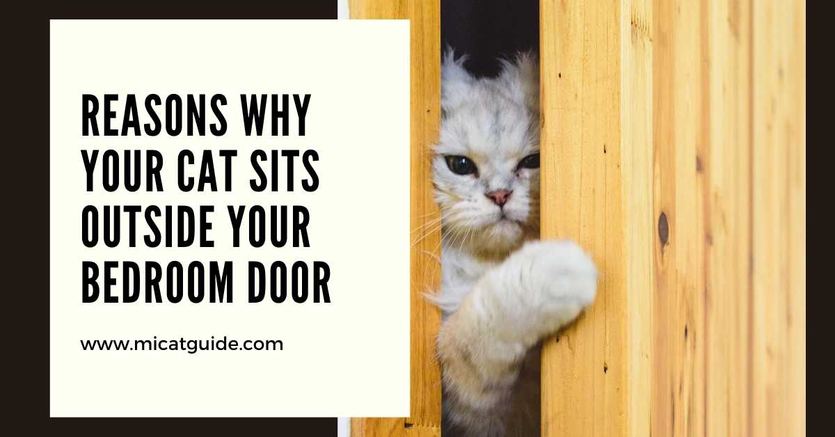 Reasons Why Your Cat Sits Outside Your Bedroom Door
