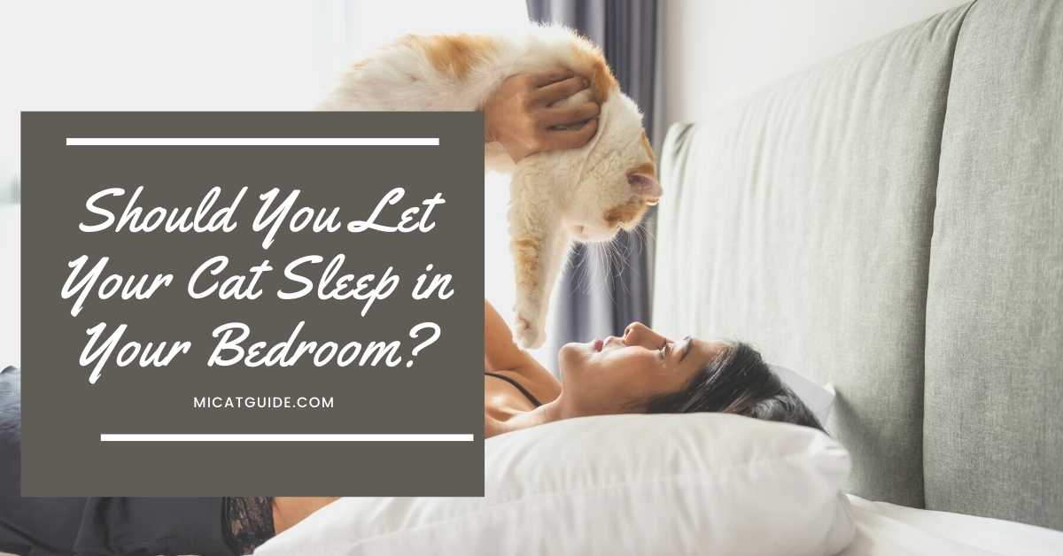Should You Let Your Cat Sleep in Your Bedroom