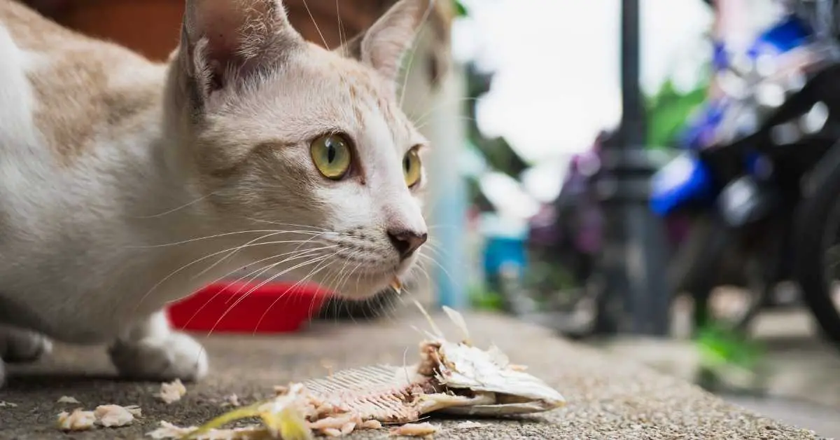 Closeup little cat eating tuna fish