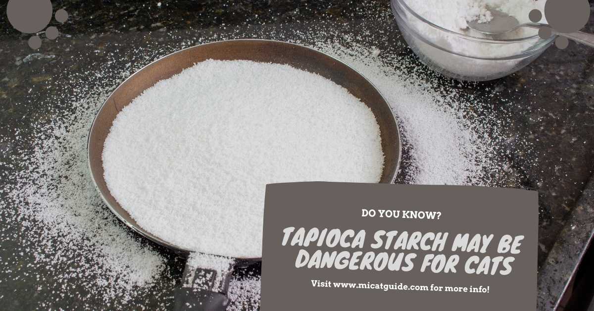 Tapioca Starch May Be Dangerous for Cats