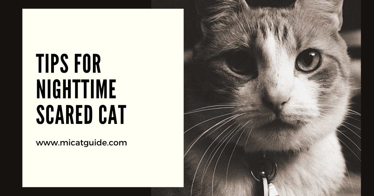 Tips for Nighttime Scared Cat
