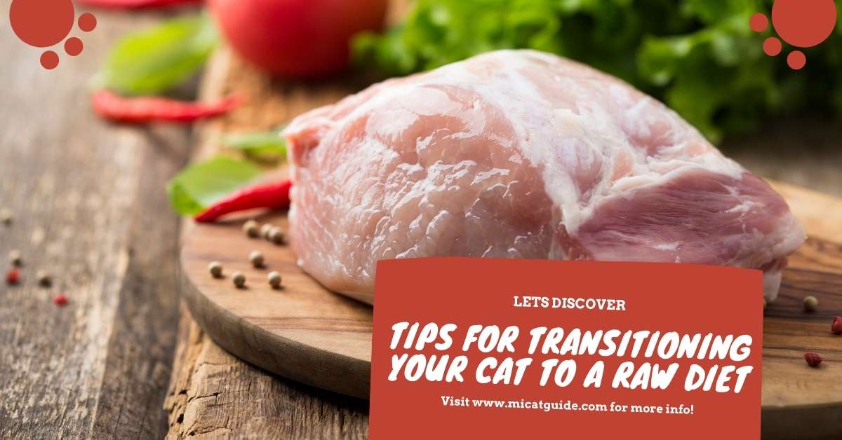 Tips for Transitioning Your Cat to a Raw Diet
