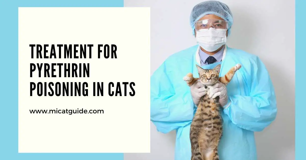 Treatment for Pyrethrin Poisoning in Cats
