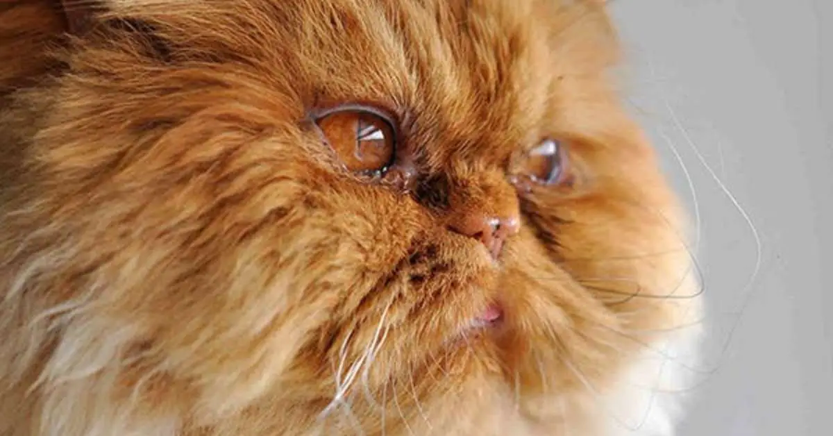 What Exactly Is the Third Eyelid in Cats