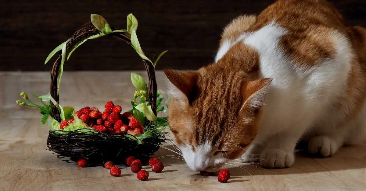 What are the Benefits of Strawberries for Cats