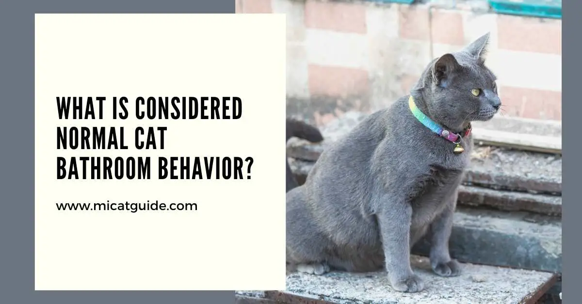What is Considered Normal Cat Bathroom Behavior