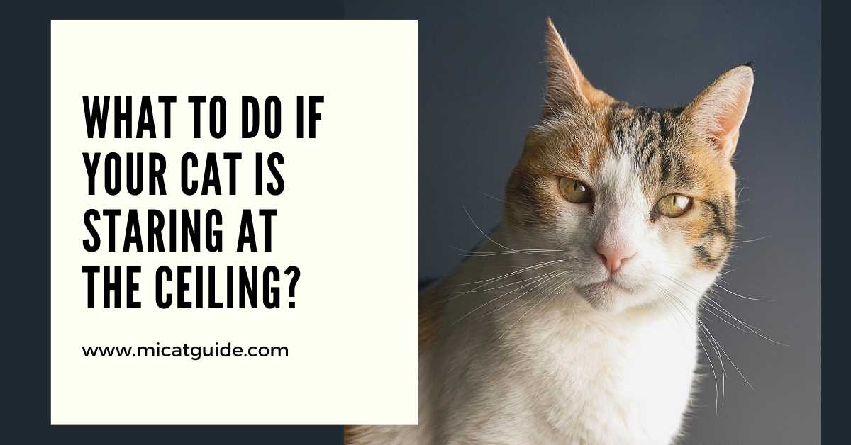 What to Do if Your Cat Is Staring at the Ceiling