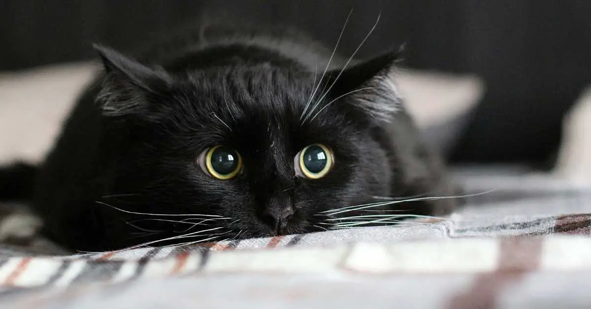 Why Are Black Cats So Shiny