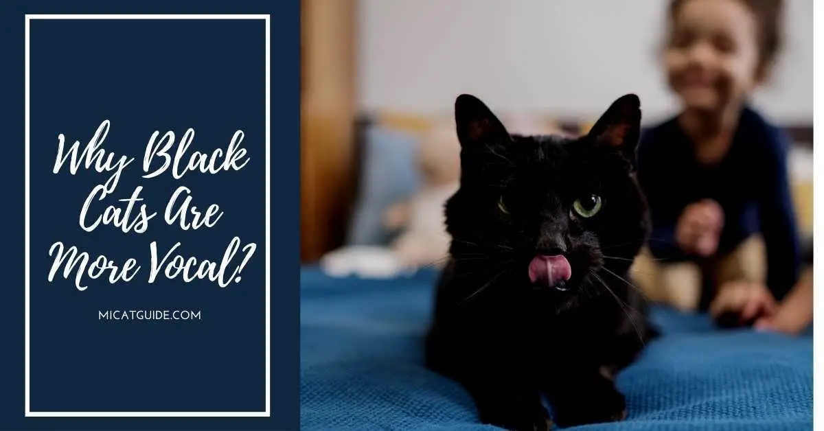 Why Black Cats Are More Vocal